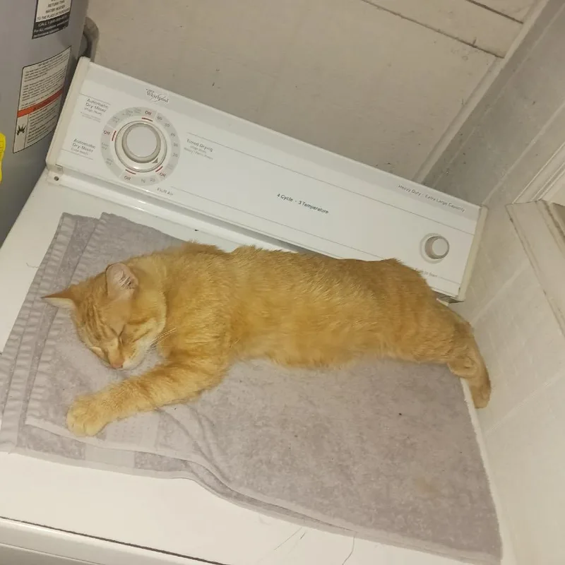 A young small-sized male Orange / Red Domestic Medium Hair cat named Mr.todd for adoption in Pasadena , MD