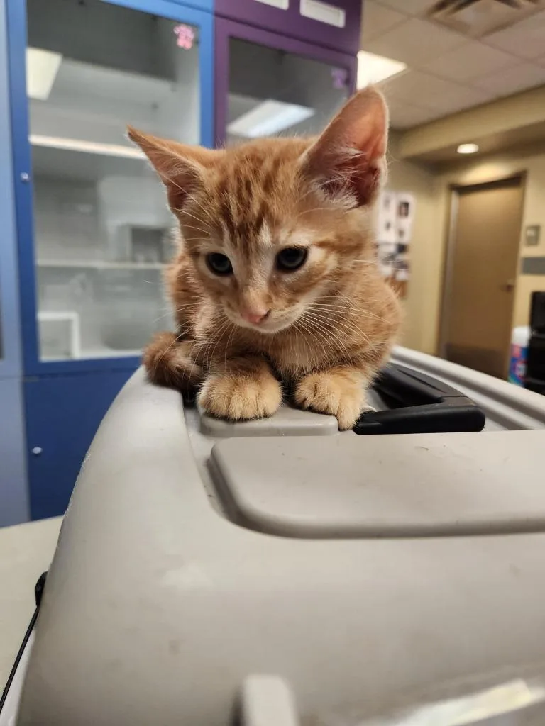 Cat Condo thumbnail 2
