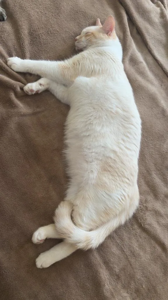 Snowball thumbnail 3