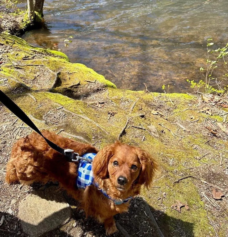 A young small-sized male White / Cream Cockapoo dog named Parker for adoption in Windsor Locks, CT