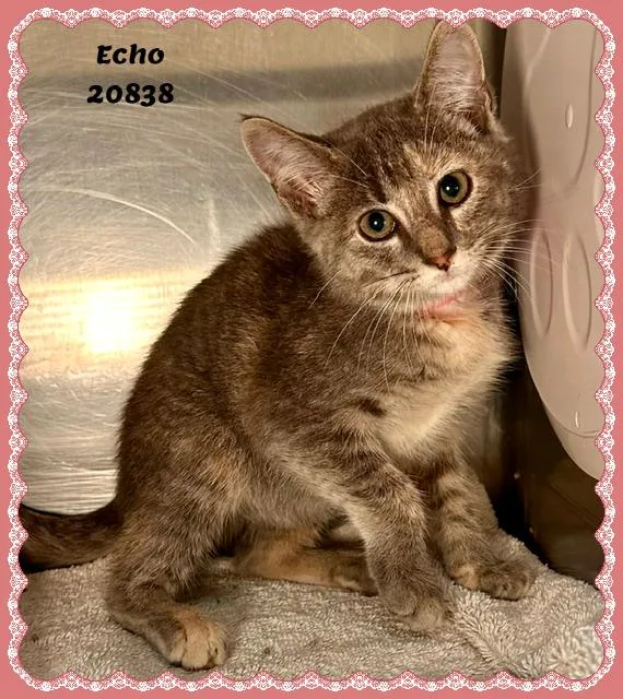 Echo