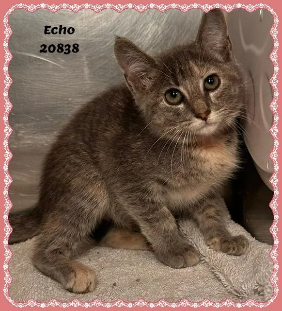 Echo thumbnail 2