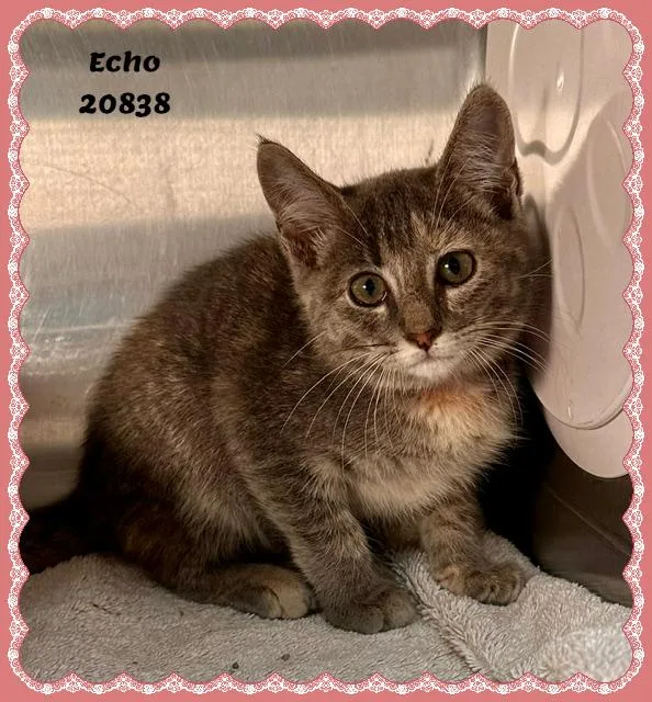 Echo thumbnail 3