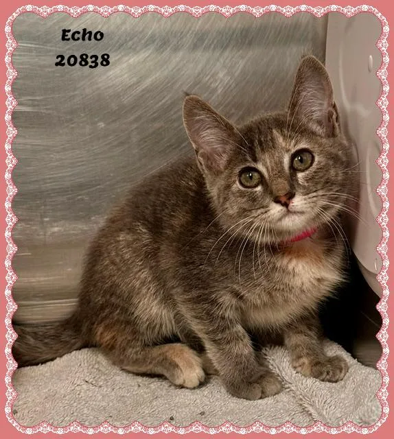 Echo thumbnail 4