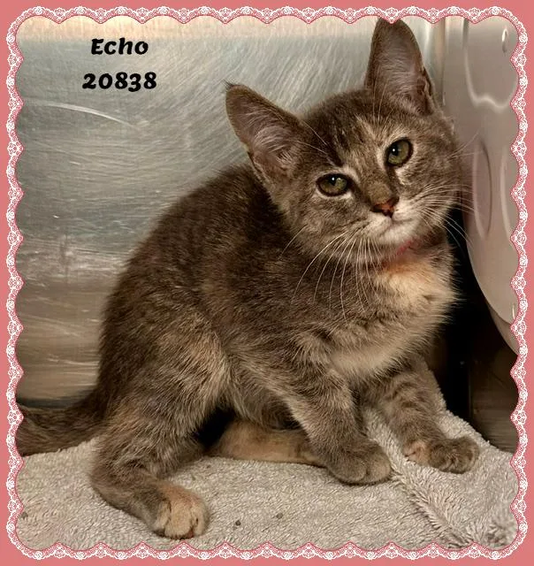 Echo thumbnail 5