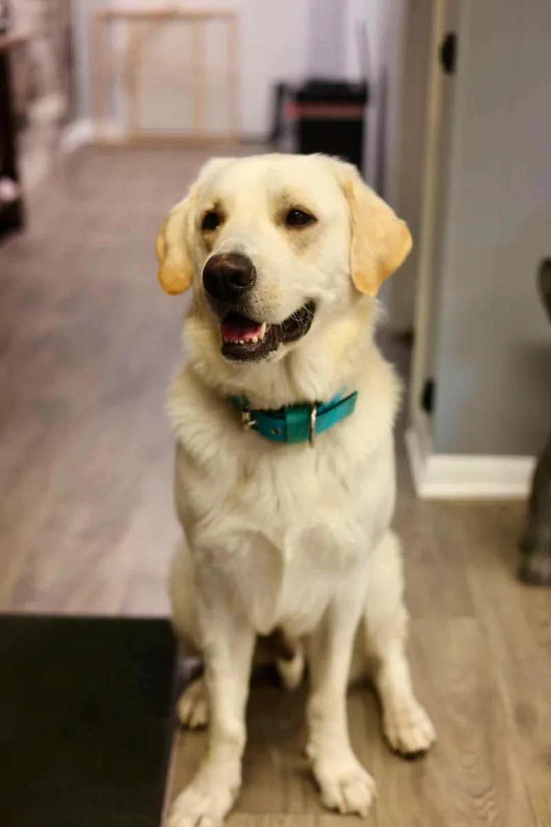 A young medium-sized male Labrador Retriever dog named Yeller for adoption in Duluth, MN
