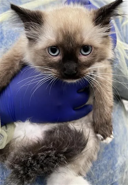 A baby medium-sized female Domestic Long Hair cat named Honda for adoption in Dallas, TX