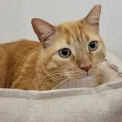 Mr Whiskers