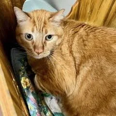 Mr Whiskers thumbnail 2