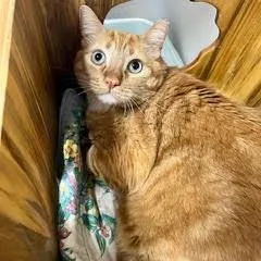 Mr Whiskers thumbnail 3