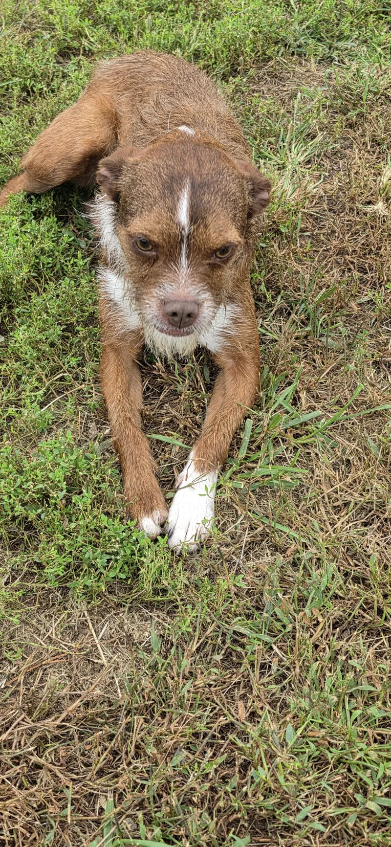 A young small-sized female Bicolor Mixed Breed dog named Nellie for adoption in Terre Haute, IN