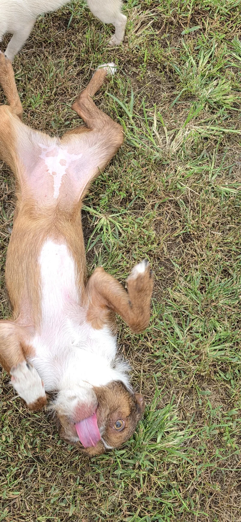 Nellie thumbnail 3