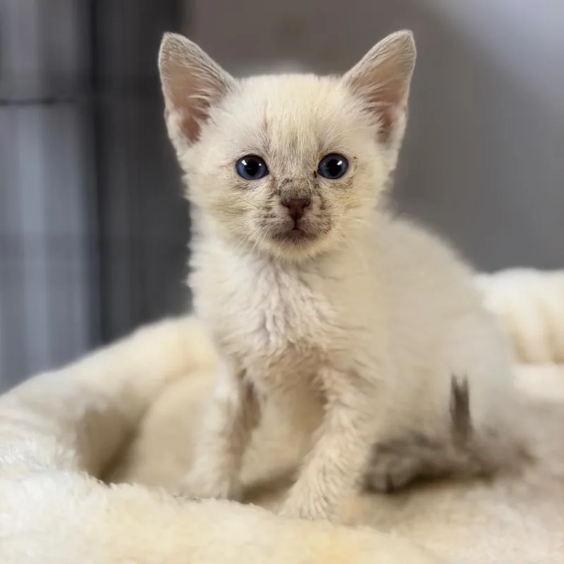 A baby small-sized male White Domestic Short Hair cat named Banana for adoption in Fort Smith, AR
