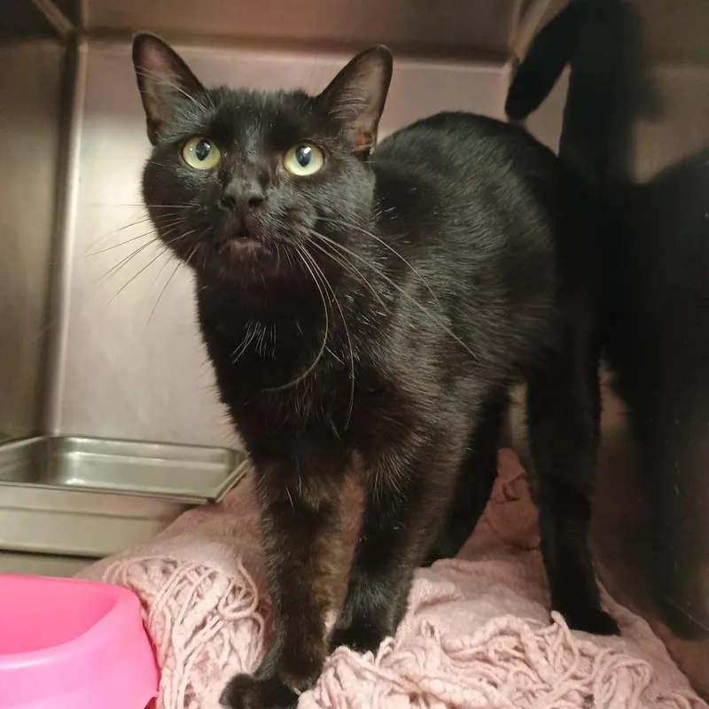 An adult medium-sized female Black Domestic Short Hair cat named Skibidiva for adoption in Davenport, IA
