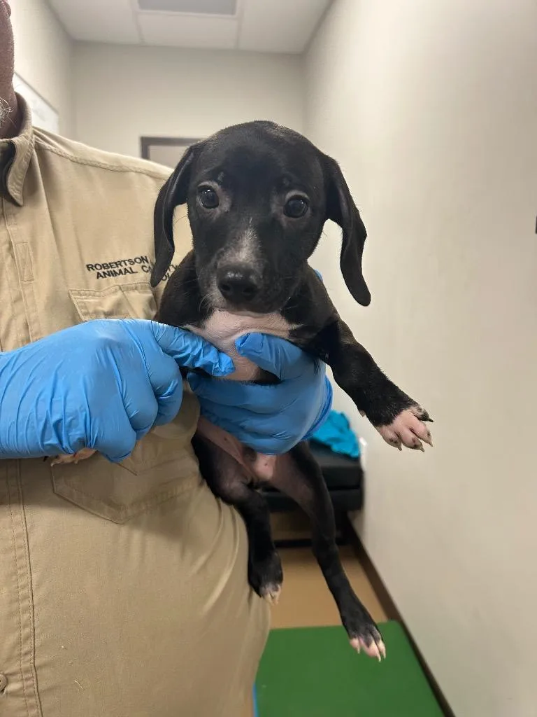 A baby small-sized male Pit Bull Terrier dog named Wally for adoption in Springfield, TN