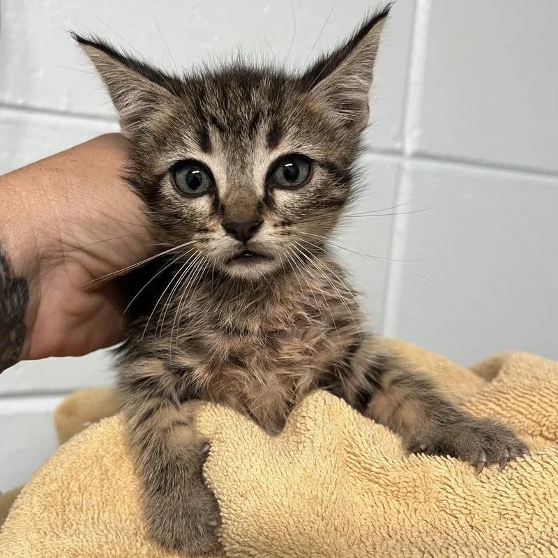 A baby small-sized male Brown / Chocolate Domestic Short Hair cat named Kaa for adoption in Leander, TX