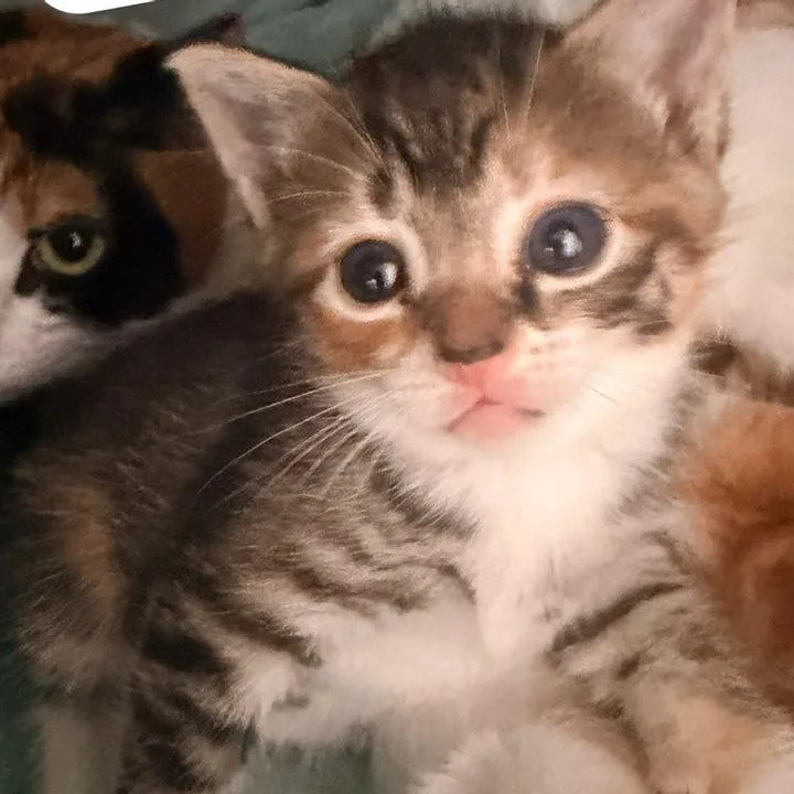 A baby small-sized female Torbie Domestic Medium Hair cat named Hermione Granger for adoption in Winchester, VA
