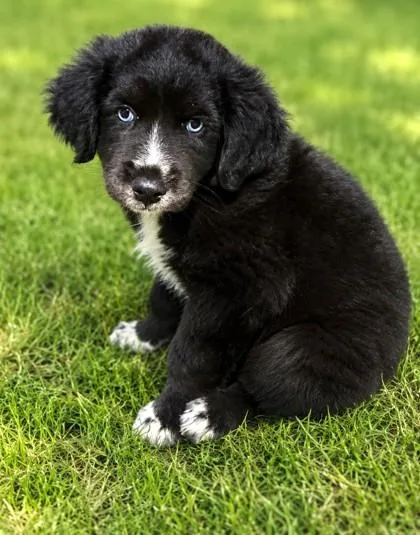 A baby small-sized male Mixed Breed dog named Love Bug for adoption in Guntersville, AL