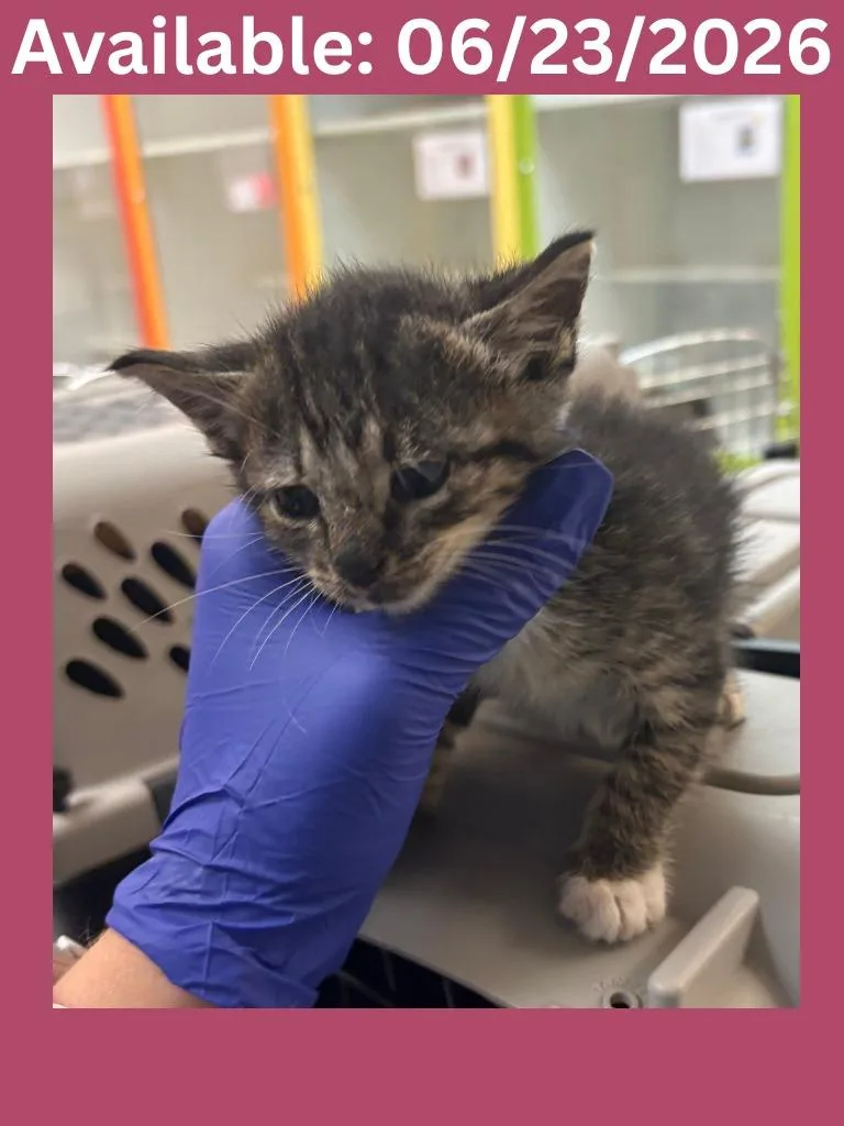 A baby medium-sized female Domestic Medium Hair cat named Cat Condo for adoption in Greenville, TX