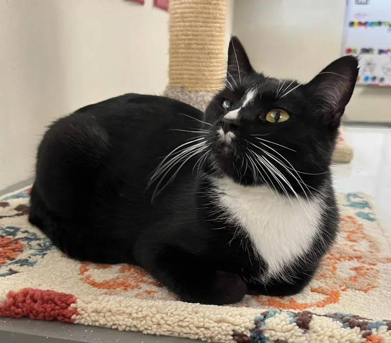 A young medium-sized female Black & White / Tuxedo Tuxedo cat named Gia — Everyone Scrolls for adoption in Hillsboro, TX