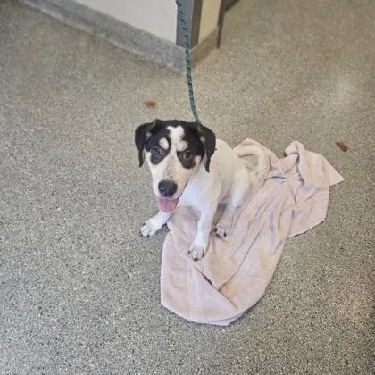 A young large-sized female Shepherd dog named Bell for adoption in Kansas City, MO