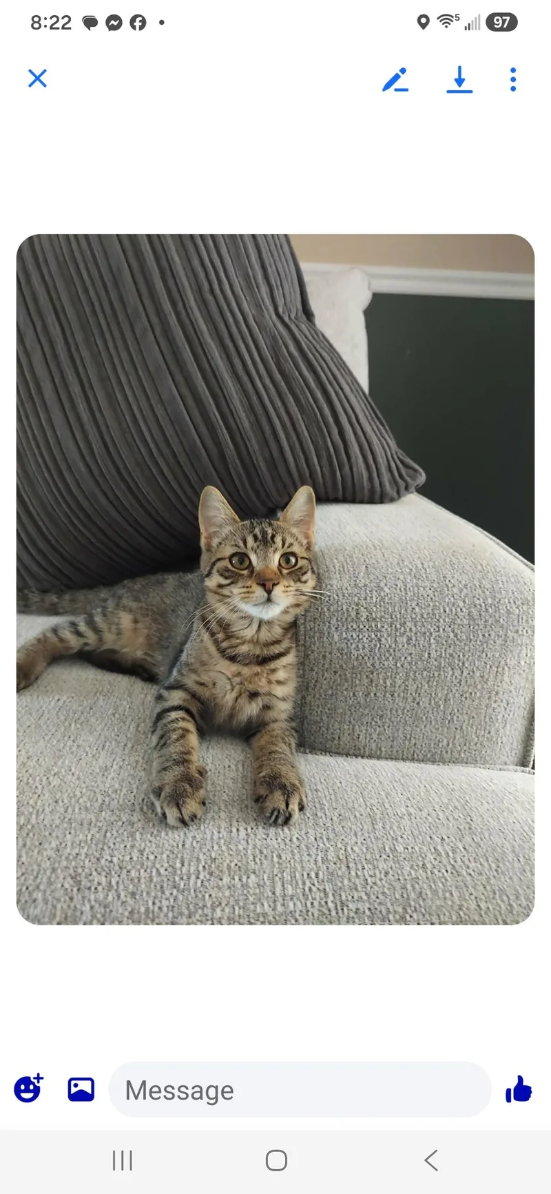 A baby medium-sized female Tabby (Brown / Chocolate) Domestic Short Hair cat named Spencer for adoption in Kenhorst, PA