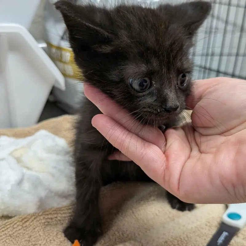 A baby small-sized male Black Domestic Short Hair cat named Black Baby for adoption in Greenville, PA
