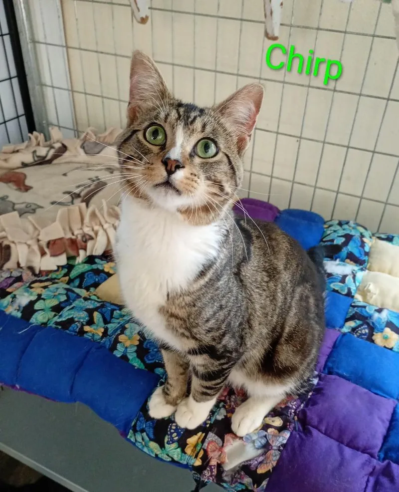 Chirp thumbnail 2