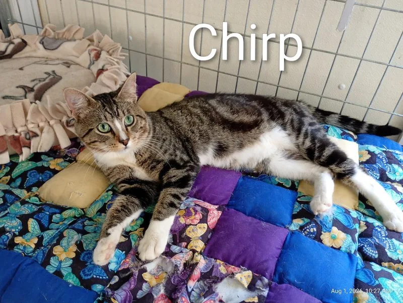 Chirp thumbnail 3