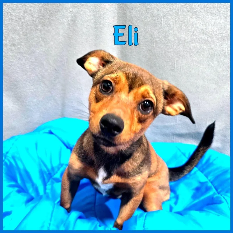 A young small-sized male Red / Chestnut / Orange Mixed Breed dog named Eli for adoption in Joliet, IL