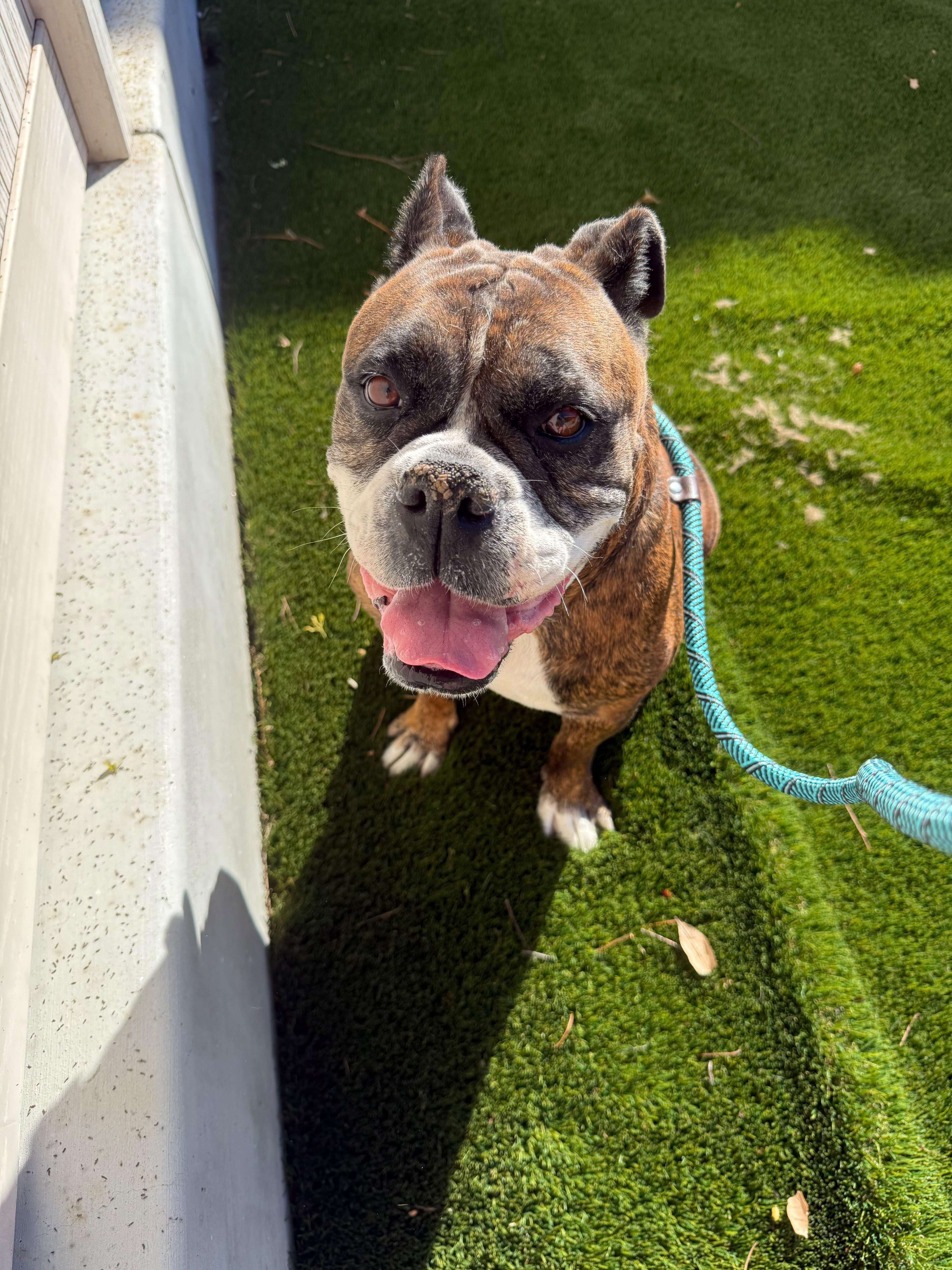 An adult medium-sized female Boxer dog named Trini for adoption in La Mesa, CA