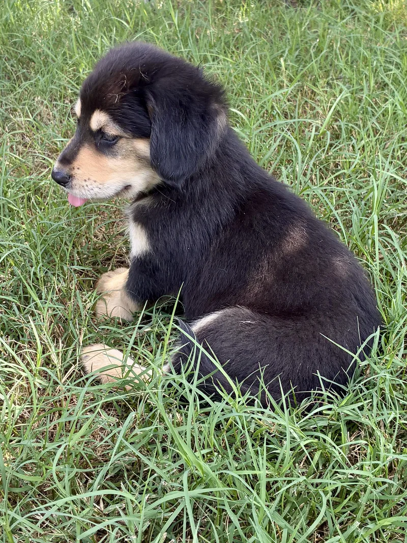 A baby medium-sized male Bernese Mountain Dog dog named Willie for adoption in Cordova, TN