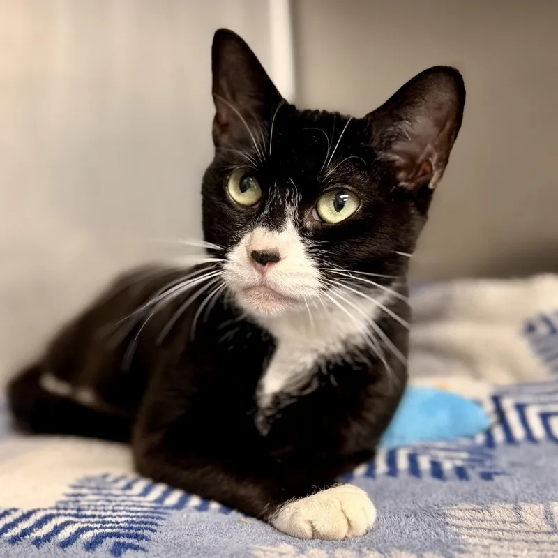 An adult medium-sized female Domestic Short Hair cat named Meggy for adoption in Manahawkin, NJ
