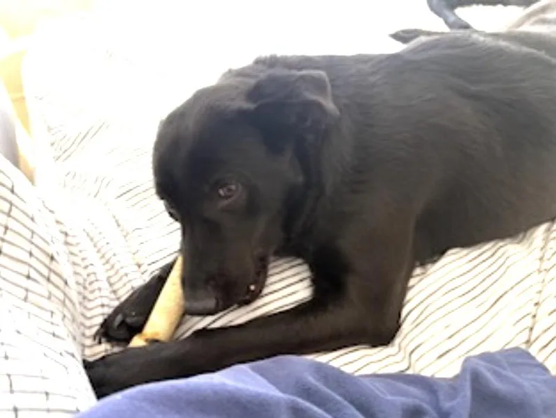 Ella And Bear thumbnail 5