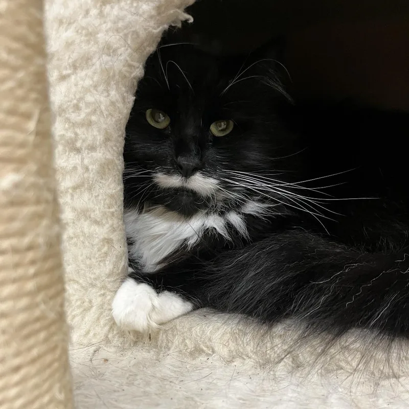 An adult extra large-sized male Black Maine Coon cat named Sirius for adoption in Bedford, NH