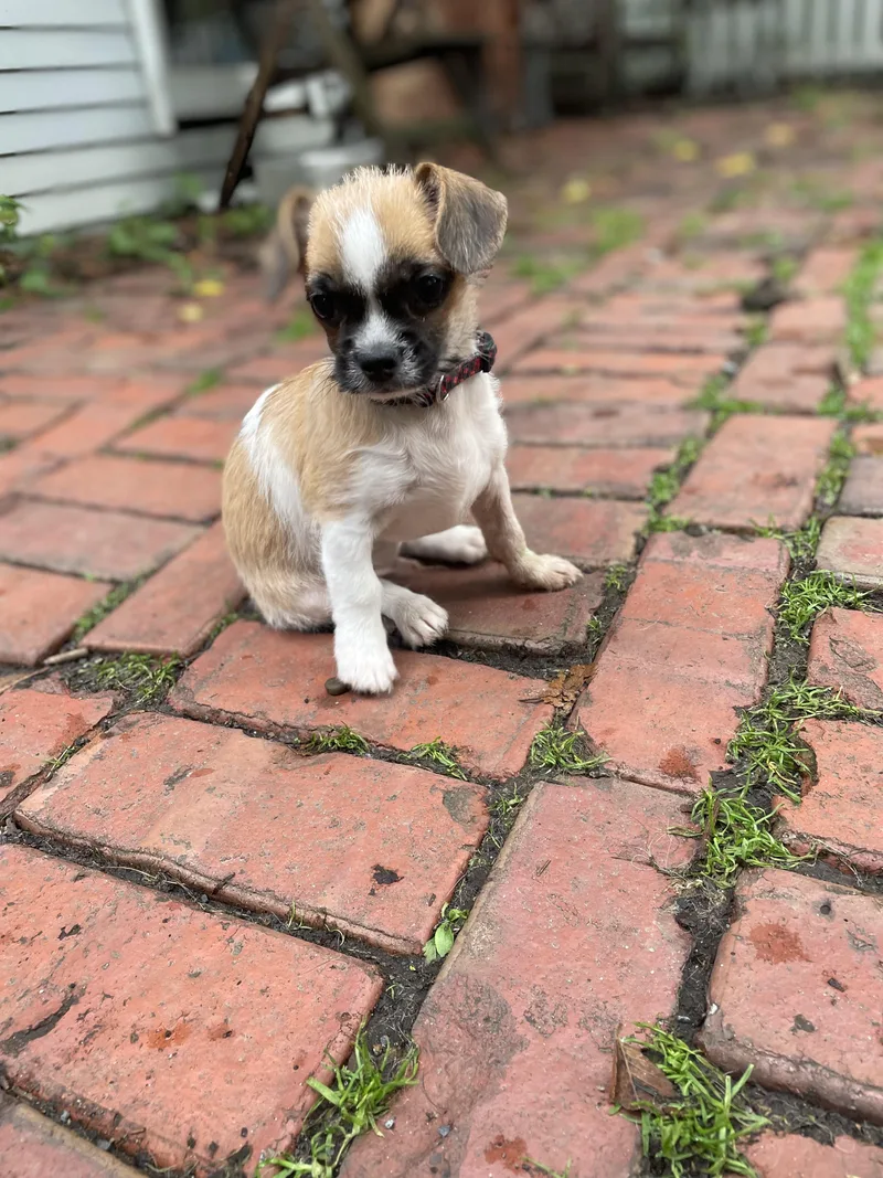 A baby small-sized male White / Cream Brussels Griffon dog named Luigi for adoption in Cleveland, OH