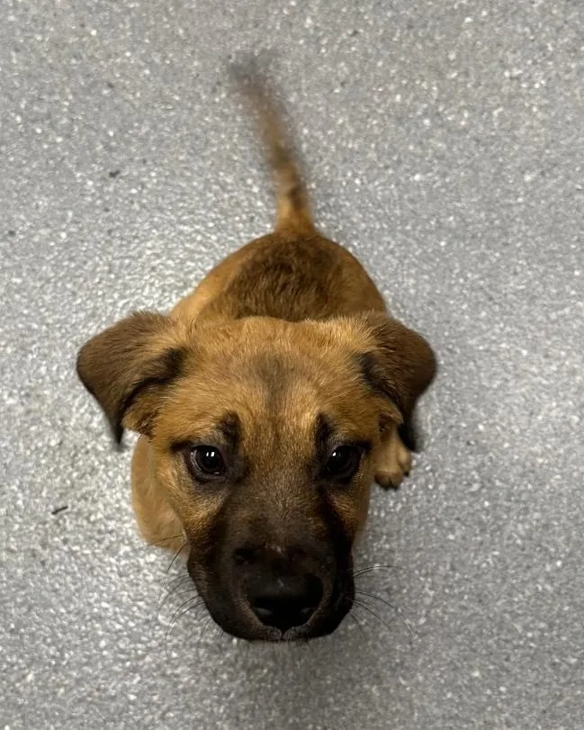 A young small-sized male Shepherd dog named Maxy for adoption in Greenfield, IN