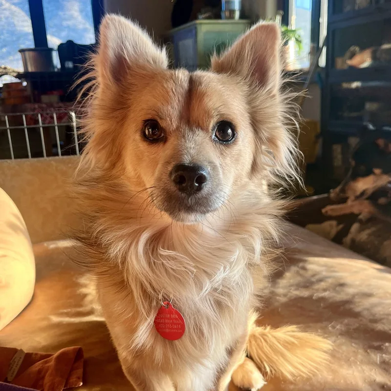 An adult small-sized male Chihuahua dog named Apple And Empire for adoption in Marfa, TX
