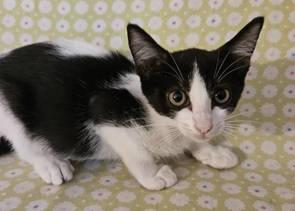 A baby small-sized female Domestic Short Hair cat named Olise for adoption in Stratham, NH