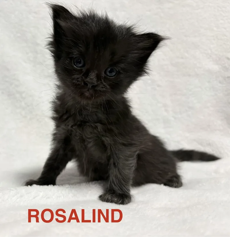 Rosalind
