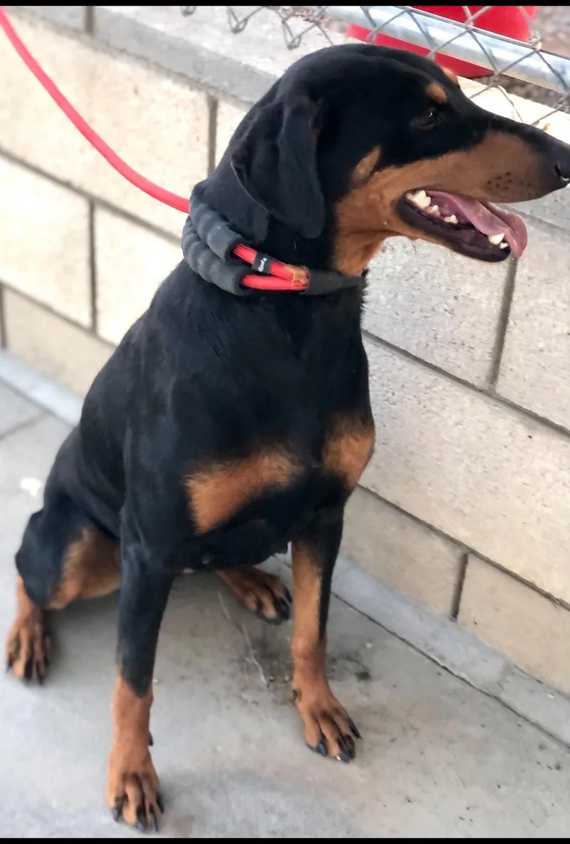 An adult medium-sized female Black Doberman Pinscher dog named Addy ~ Smaller Dobie for adoption in Encino, CA