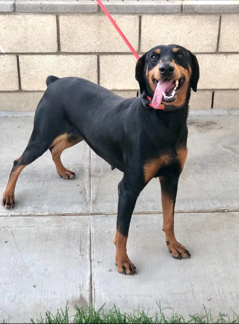 Addy ~ Smaller Dobie thumbnail 2