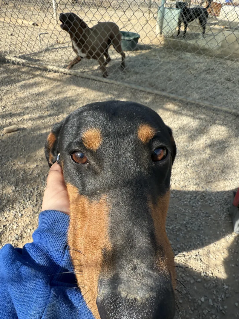 Addy ~ Smaller Dobie thumbnail 3