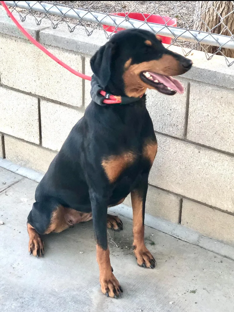 Addy ~ Smaller Dobie thumbnail 4