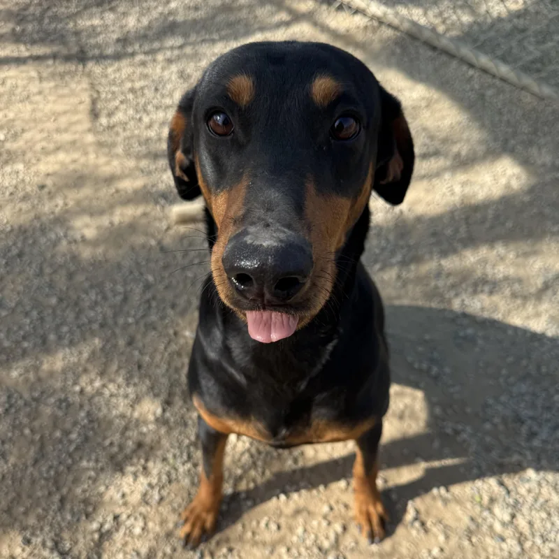 Addy ~ Smaller Dobie thumbnail 5