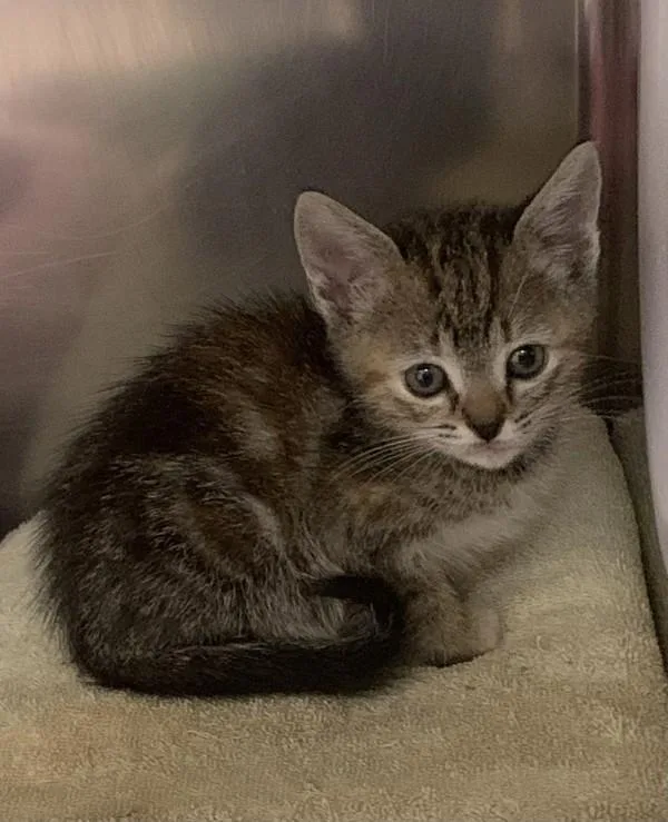 A baby small-sized female Domestic Short Hair cat named Lup for adoption in Santa Rosa, CA