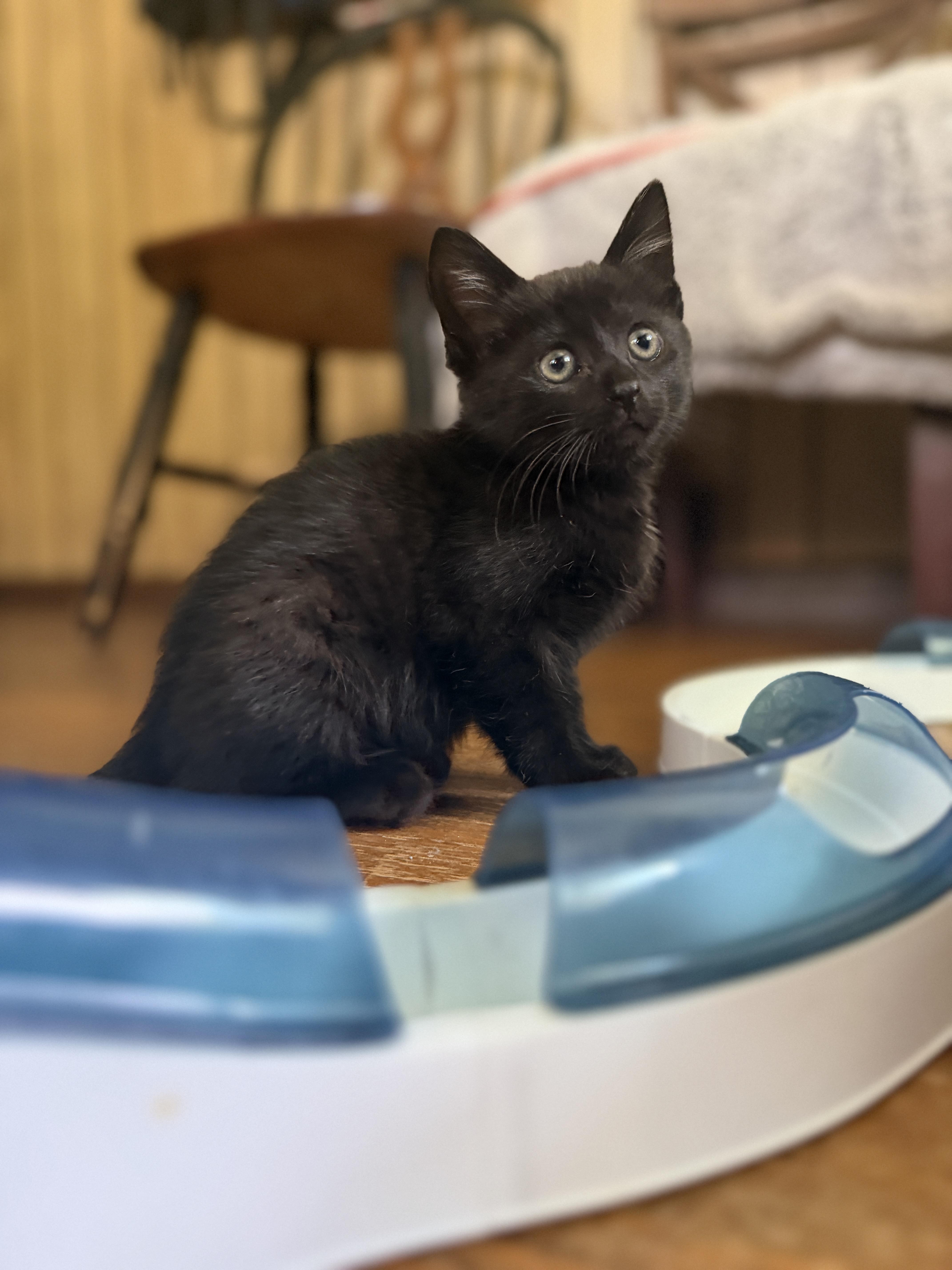 A baby small-sized male Domestic Short Hair cat named Fred for adoption in Bethel Park, PA