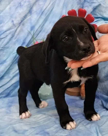 A baby large-sized male Labrador Retriever dog named Tucker for adoption in Elmira, NY