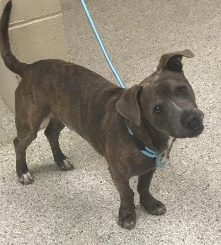 A young medium-sized male Pit Bull Terrier dog named Sherman for adoption in Conroe, TX