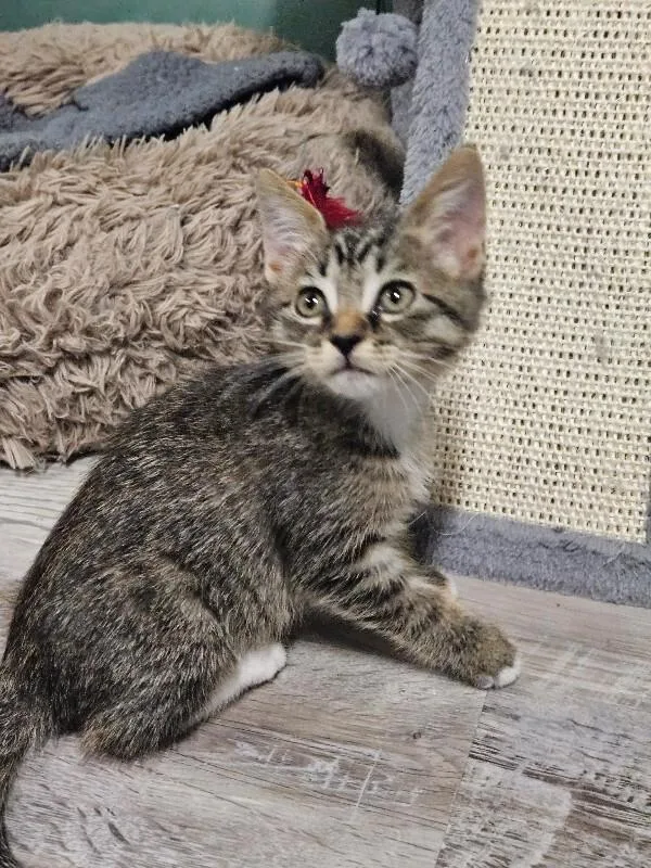 A baby medium-sized male Tabby (Gray / Blue / Silver) Domestic Short Hair cat named Chop for adoption in Colmar, PA